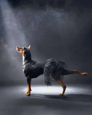 Новогодний фото конкурс для собак 🎄 🎄 🎄 Участница номер 5 Маруся  немецкий малый шпиц 1 год 🎄🎄🎄🎄🐻🎄🎄🎄🎄 Конкурс продолжается. Жду… |  Instagram