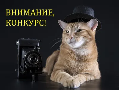 Объявлены победители детского конкурса \"Нарисуй кота\" - Агентство  социальной информации