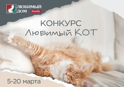 Коты и кошки нижегородцев смогут стать «моделями» для календаря на  следующий год 12 ноября 2022 года | Нижегородская правда