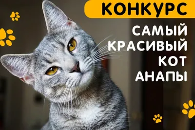 Конкурс TV Губернии: воронежцы делятся смешными фотографиями своих кошек —  Интернет-канал «TV Губерния»