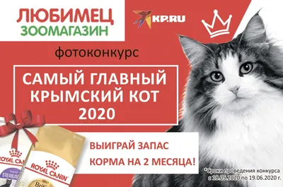 Комсомолка» запускает фотоконкурс «Самый главный крымский кот-2020» - KP.RU