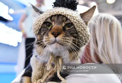 Конкурс \"Кошка в одежке\" на выставке \"Кэтсбург\" | РИА Новости Медиабанк