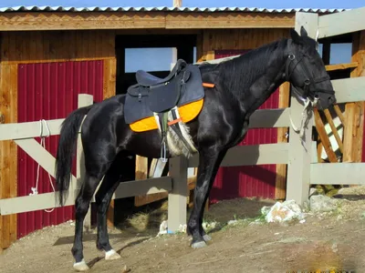 Конная амуниция магазин товаров для лошадей| Конка