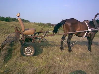 Грабли конные для уборки сена купить в Кемерово, цена 38 руб. от  Крашенинников С.Н. — объявление №66392 на Тузлист