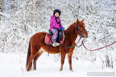 Конные прогулки в Адыгее набирают популярность - Лагонаки.ру