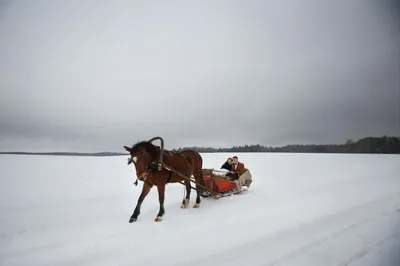 гужевой транспорт сани, лошадь везет, конные сани, зимняя повозка на  полозьях, сани, Свадебный фотограф Москва