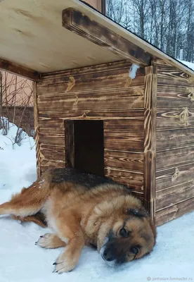 Будка своими руками для собаки. Booths for dogs with their own hands. -  YouTube