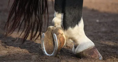 Бедное животное: больно ли лошади, когда ей прибивают подкову к копыту