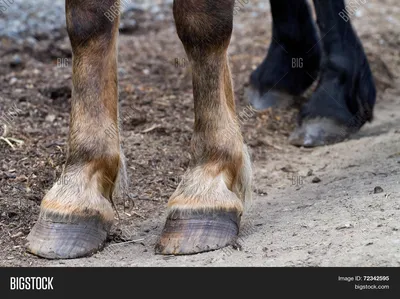 Болезни копыт лошадей: какие бывают и как лечить