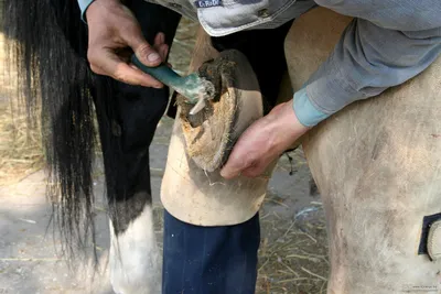 Ноги копыта лошади стоковое изображение. изображение насчитывающей волосы -  27254395