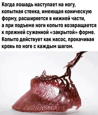 Травма копыта. | Prokoni.ru