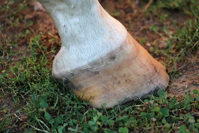 Шапп. Как научить лошадь давать ногу? | Счастливые Лошади