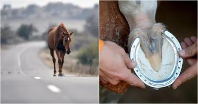 крупный план лошади поедающей грязь, картинка копыта, животное, копыто фон  картинки и Фото для бесплатной загрузки