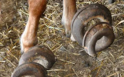 В США нашли заброшенных лошадей с копытами длиной с метр — Фото
