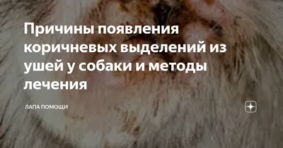 Коричневые выделения в ушах у собаки фото 