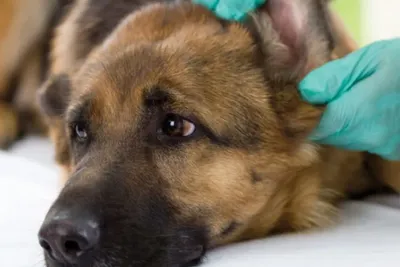 Болезни ушей у собак: виды заболеваний, лечение и профилактика