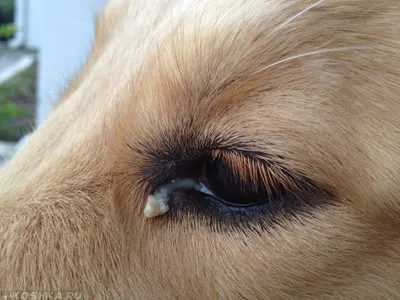 Запах из ушей у собаки - причины и лечение