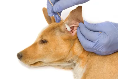 Болезни ушей у собак