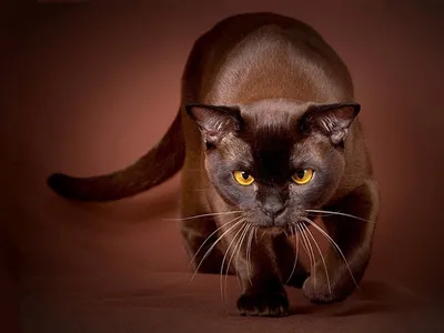 Кошки коричневого окраса - 69 фото