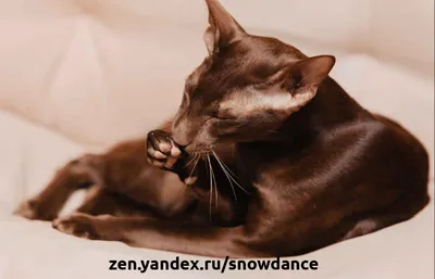 Почему коричневые кошки так редко встречаются? | КотоВедение | Дзен