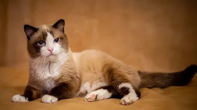 В Тюмени умер самый старый кот в России - РИА Новости, 28.03.2023