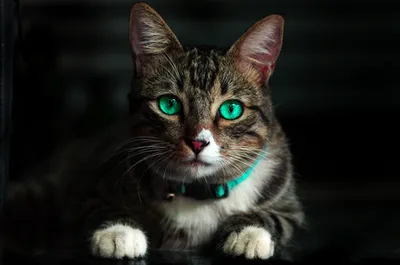 Коричневый кот с зелеными глазами · Бесплатные стоковые фото