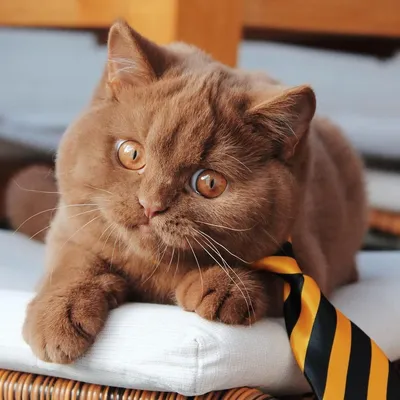 Порода кошки коричневого цвета - картинки и фото koshka.top