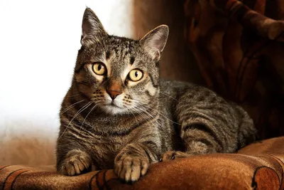 Взрослый коричневый полосатый кот · Бесплатные стоковые фото