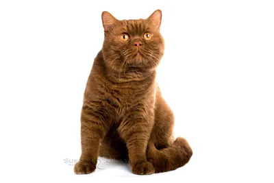 Серо коричневый кот - красивые фото