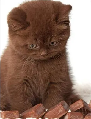 Кот британец коричневый - 64 фото