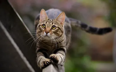 Кот самой редкой в Воронеже породы - пиксибоб - стоит 70 тысяч рублей