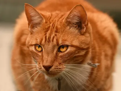 Понимает ли кошка наши эмоции? | Кошки, Котята, Кошачьи