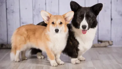 Порода собаки корги: описание, плюсы и минусы характера | Pet Fabric | Дзен