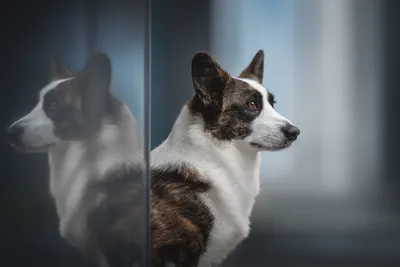 Portrait dog, портрет собаки корги, вельш корги | Собачьи портреты, Собаки,  Корги