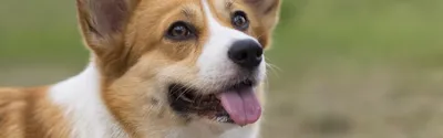 Собаки породы Вельш-Корги Пемброк: фото, описание, окрас щенков, характер,  плюсы и минусы, отличия