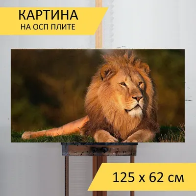 Король лев фото фотографии