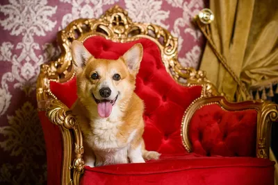 У нас... - Королевские собаки I Кавалер Кинг Чарльз Спаниель | Facebook