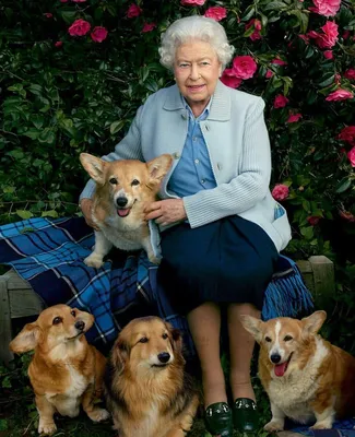 Вчера... - Королевские собаки I Кавалер Кинг Чарльз Спаниель | Facebook