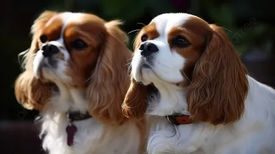 Что будет с корги Елизаветы II: королевские собаки нашли новых хозяев -  ForumDaily
