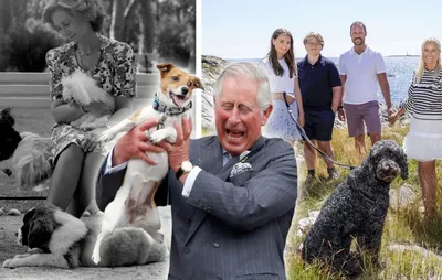 Королевские корги: Порода собак, покорившая сердца» — создано в Шедевруме