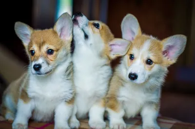 5 пород собак, считающихся самыми дорогими в мире (фото). Читайте на UKR.NET