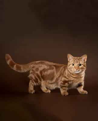 Карликовая кошка - 73 фото