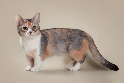 Манчкин: как появились кошки с короткими лапками, история породы