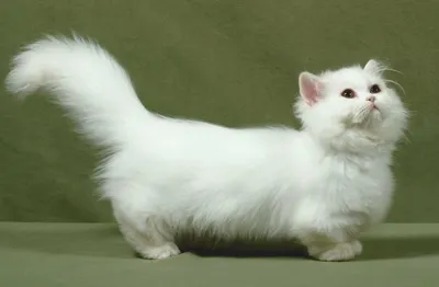 Манчкины (коты с короткими лапами) 2024 | ВКонтакте