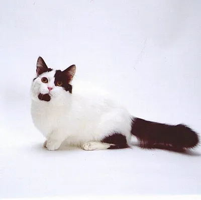 Манчкин - фото и описание породы кошек (характер, уход и кормление)
