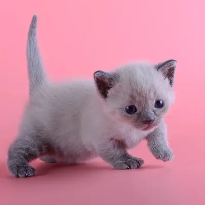 Манчкин порода кошек с короткими лапами: история, описание породы,  здоровье, выбор и стоимость