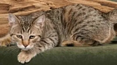 Купить котенка сфинкса, бамбино, эльфа и двэльфа в питомнике Шококэтс