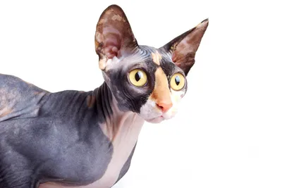 Коты с большими ушами – 20 пород «ушастых» кошек с фото и описанием