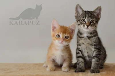 Сфинксы волшебные кошки 🥰» — создано в Шедевруме