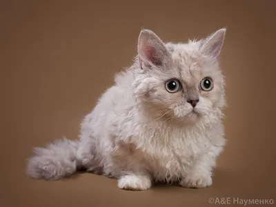 Удивительный коротколапый кот Альберт стал звездой интернета | РИА Новости  Украина
